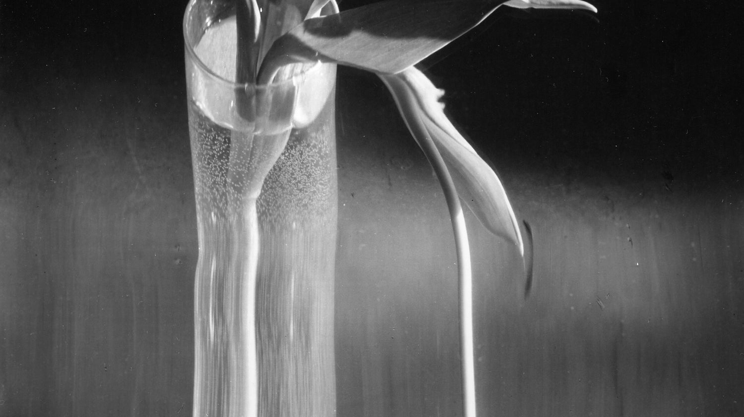 Parallel Spotlight: André Kertész, A Pioneer of Modern Photography