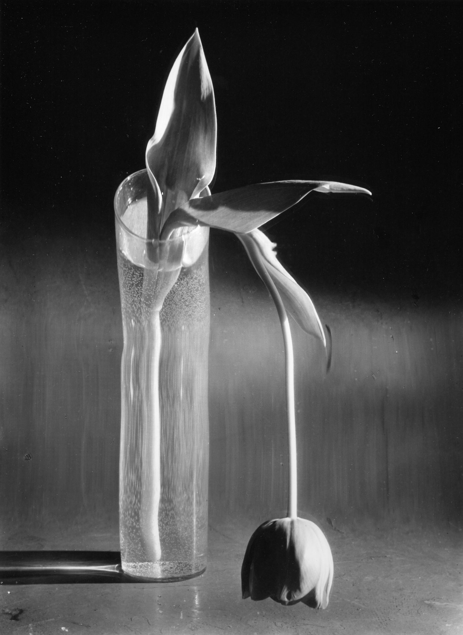 Parallel Spotlight: André Kertész, A Pioneer of Modern Photography