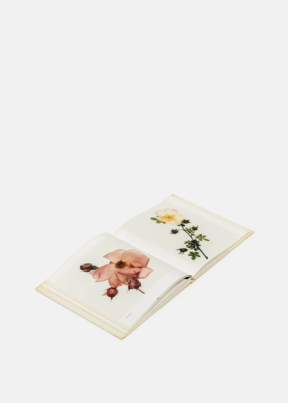 Irving Penn - Flowers – Parallel Editions Irving Penn - Flowers – Parallel Editions